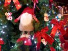 pas-cher-pour-noel
