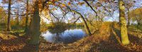 sous-bois-photographie-panoramique