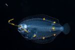 fonds-marins