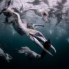 fonds-marins_05