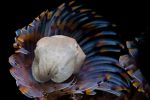 palmares-photo-sous-marine