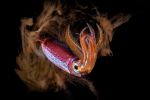 palmares-photo-sous-marine_03