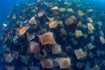 palmares-photo-sous-marine_05