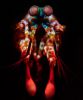 photo-sous-marine-pour-portable_03