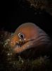photo-sous-marine-pour-portable_05