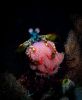 photo-sous-marine-pour-portable_06
