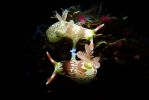 photo-sous-marine-selection_03