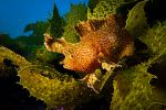 photo-sous-marine-selection_04
