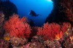 photographie-sous-marine-selection