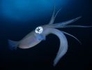 photographie-sous-marine-selection_02