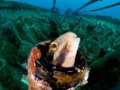 photographie-sous-marine-selection_03
