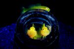 photographie-sous-marine-selection_04