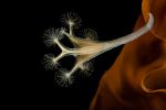 photographie-sous-marine-selection_05