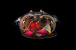 photographie-sous-marine-selection_06