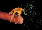 photographiie-sous-marine