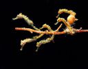 photographiie-sous-marine_02