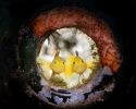 photographiie-sous-marine_03