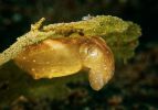photographiie-sous-marine_04