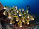 photographiie-sous-marine_05