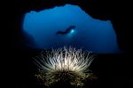 concours-2019-photo-sous-marine_02