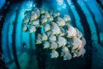 concours-2019-photo-sous-marine_03