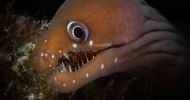 concours-2019-photo-sous-marine_04