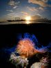 fond-ecran-sous-marin-smartphone_05