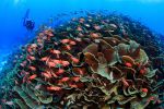 infiniment-petit-fond-ocean_02