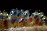 infiniment-petit-fond-ocean_03