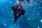 la-vie-au-fond-des-oceans_02