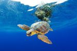 la-vie-au-fond-des-oceans_03