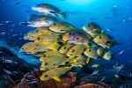 la-vie-au-fond-des-oceans_05