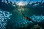 ocean-art-2019-winners