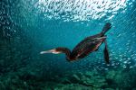 ocean-art-contest-winners-of-the-year