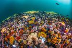 ocean-art-contest-winners-of-the-year_02