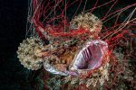 ocean-art-contest-winners-of-the-year_04