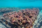 ocean-art-contest-winners-of-the-year_05