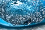 ocean-art-contest-winners-of-the-year_06