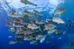 photo-sous-marine-palmares