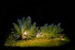 photo-sous-marine-palmares_04