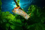 photographie-sous-marine-cliches