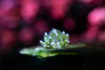 photographie-sous-marine-cliches_03