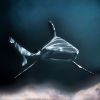 requin-photo-hd