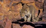 animaux-afrique