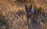 coyote-animaux-afrique