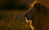 le-roi-lion