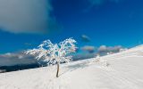 arbre-givre-neige-et-montagne
