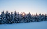 sapins-givres-en-montagne