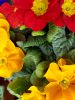 des-couleurs-vivves-sur-votre-tablette
