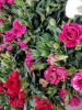 des-fleurs-colorees-sur-votre-tablette